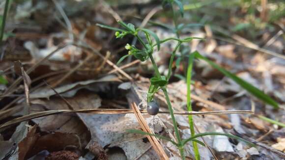 Plancia ëd Galium uniflorum Michx.