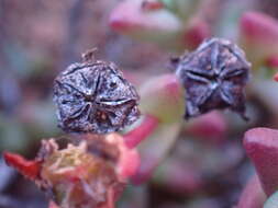 Image of Chasmatophyllum stanleyi (L. Bol.) Hartmann