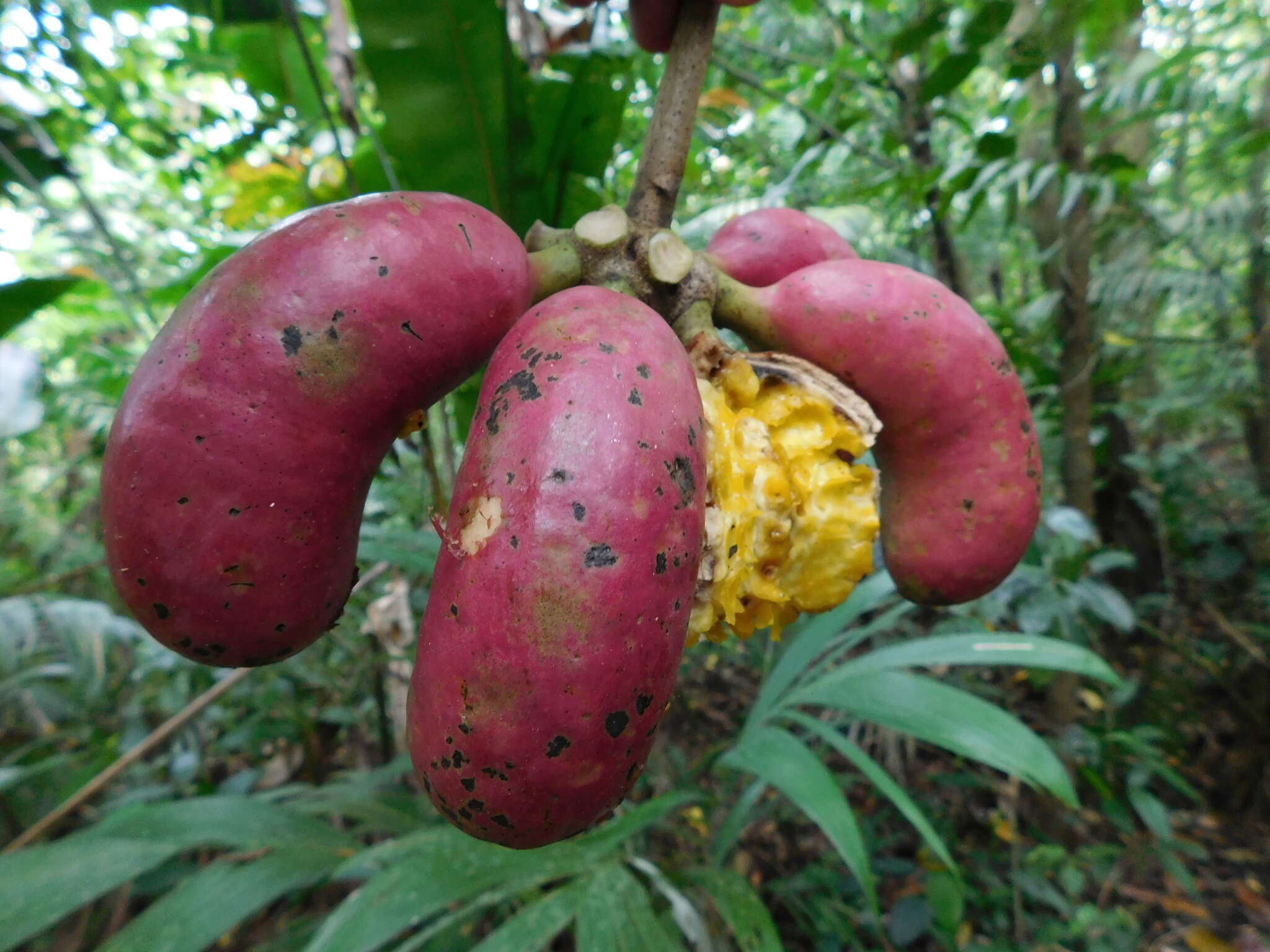 Слика од Cymbopetalum baillonii R. E. Fr.