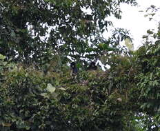 Image of Long-haired Spider Monkey