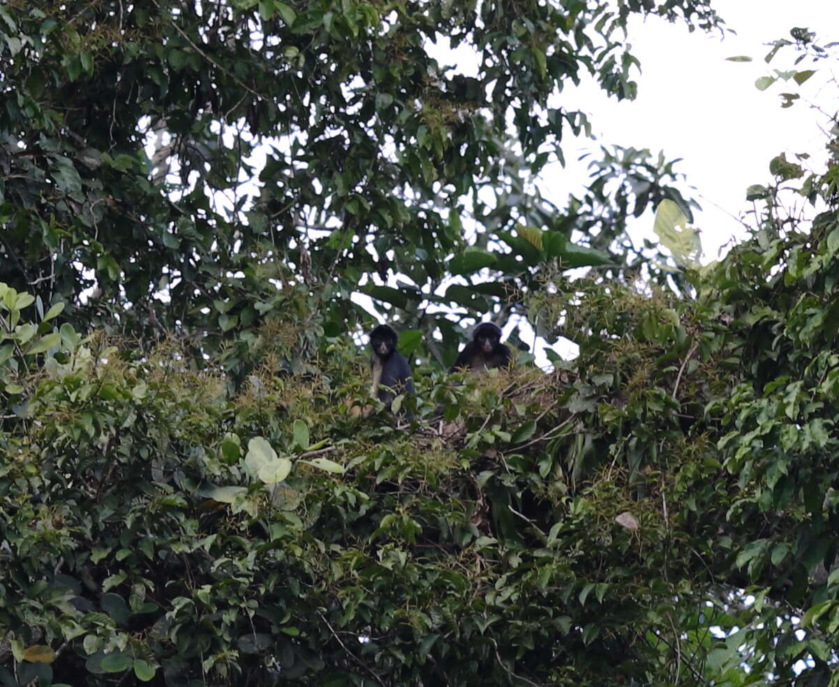 Image of Long-haired Spider Monkey