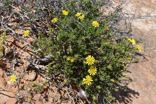 Image of Gorteria alienata (Thunb.) Stångb. & Anderb.