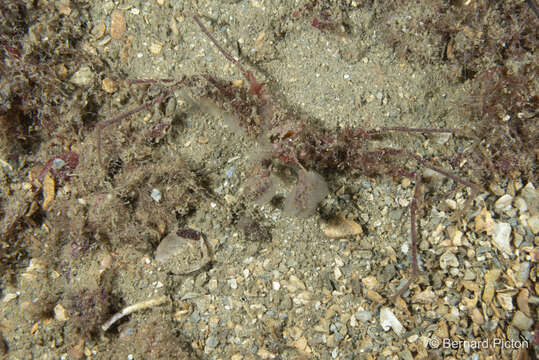 Image of long legged spider crab