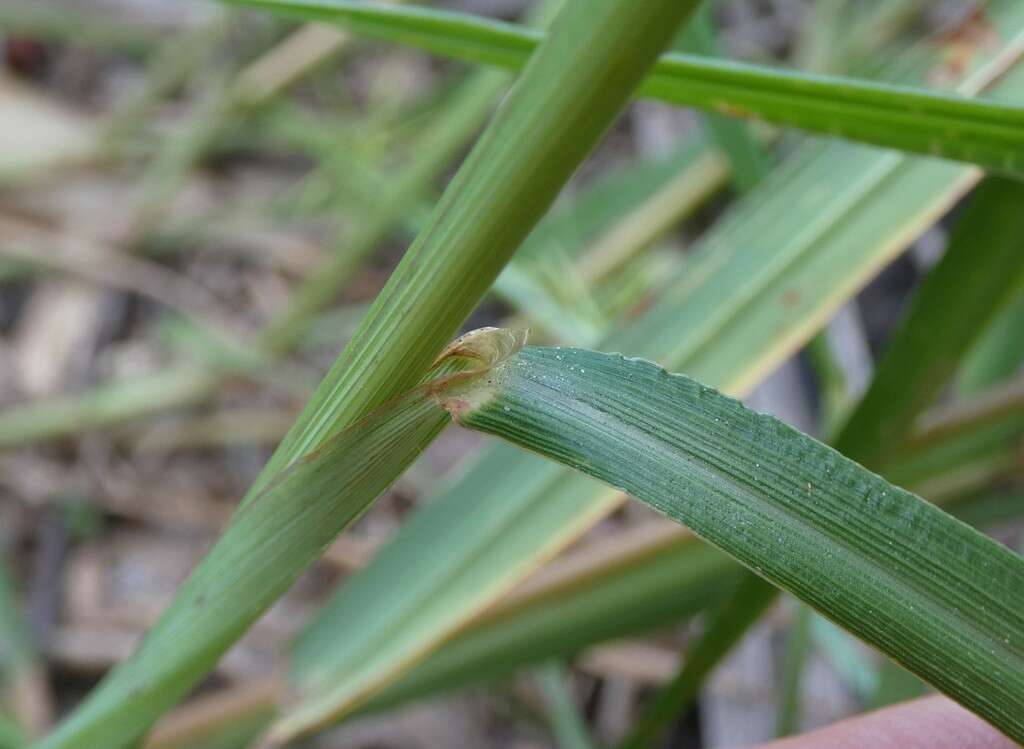 Image of Digitaria parviflora (R. Br.) Hughes