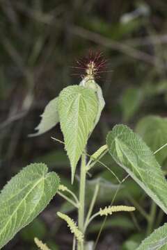 Image of Heart-leaved Brooms and Brushes