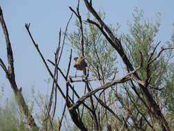 Image of Menetries's Warbler