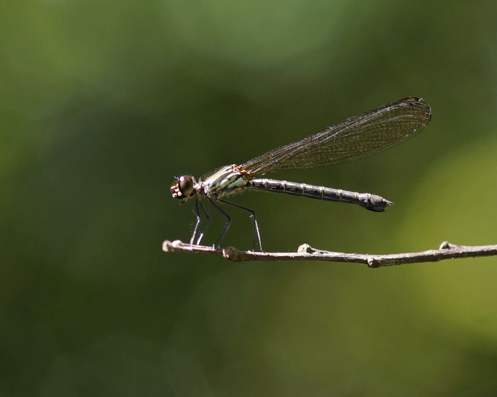 Image of Heliocypha biforata (Selys 1859)