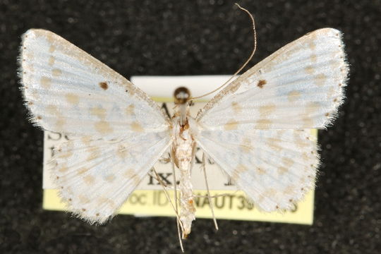 Image of <i>Derambila dentiscripta</i> Bastelberger 1909