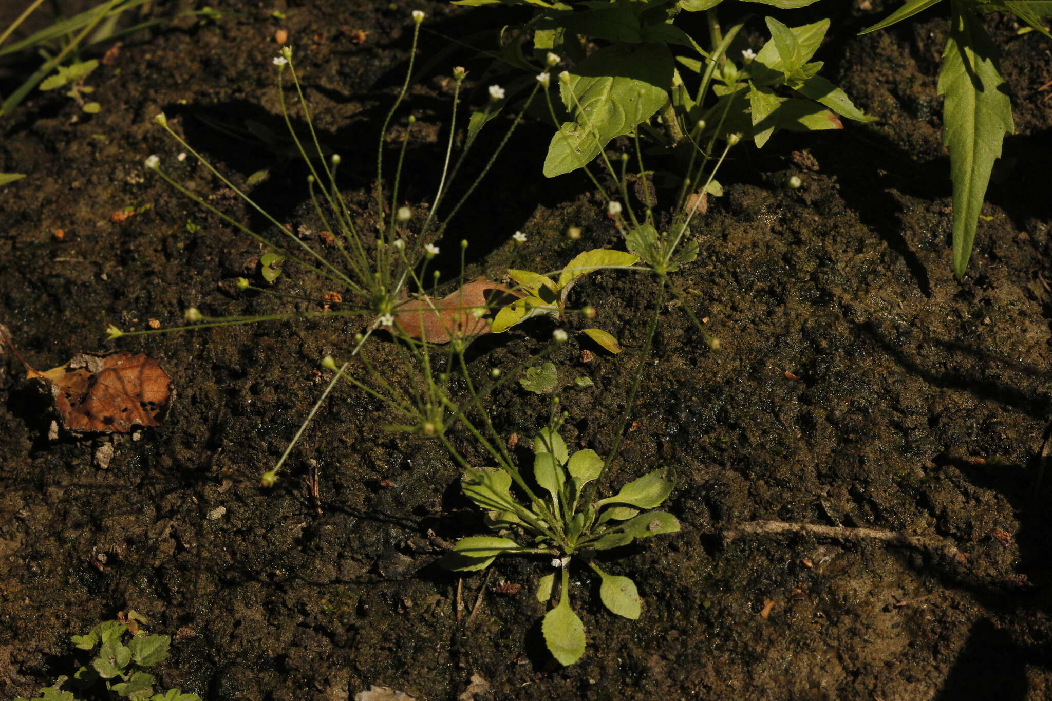 Image de Androsace filiformis Retz.