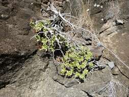 Image of Aeonium lindleyi subsp. lindleyi