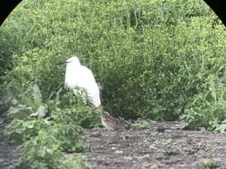 Image of Little Curlew