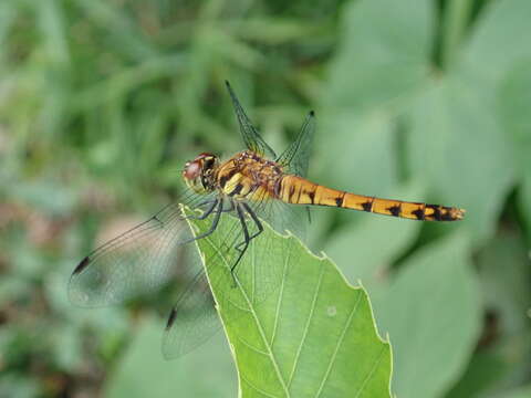 Image of Sympetrum darwinianum (Selys 1883)