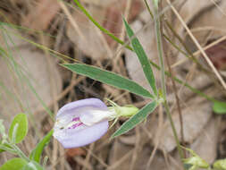 صورة Clitoria guianensis (Aubl.) Benth.