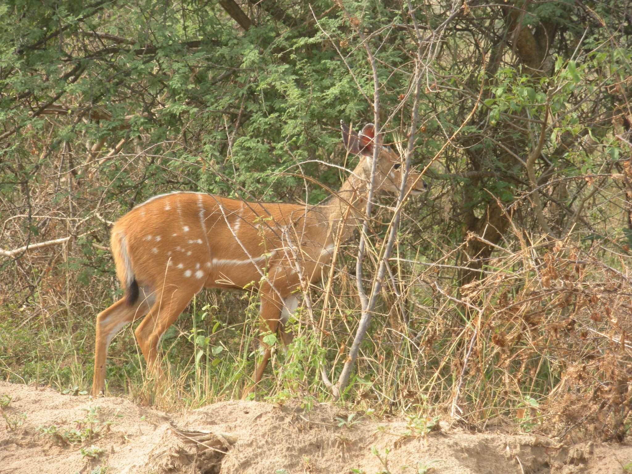 Image of Tragelaphus scriptus bor Heuglin 1877