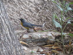 Image of Fan-tailed Warbler