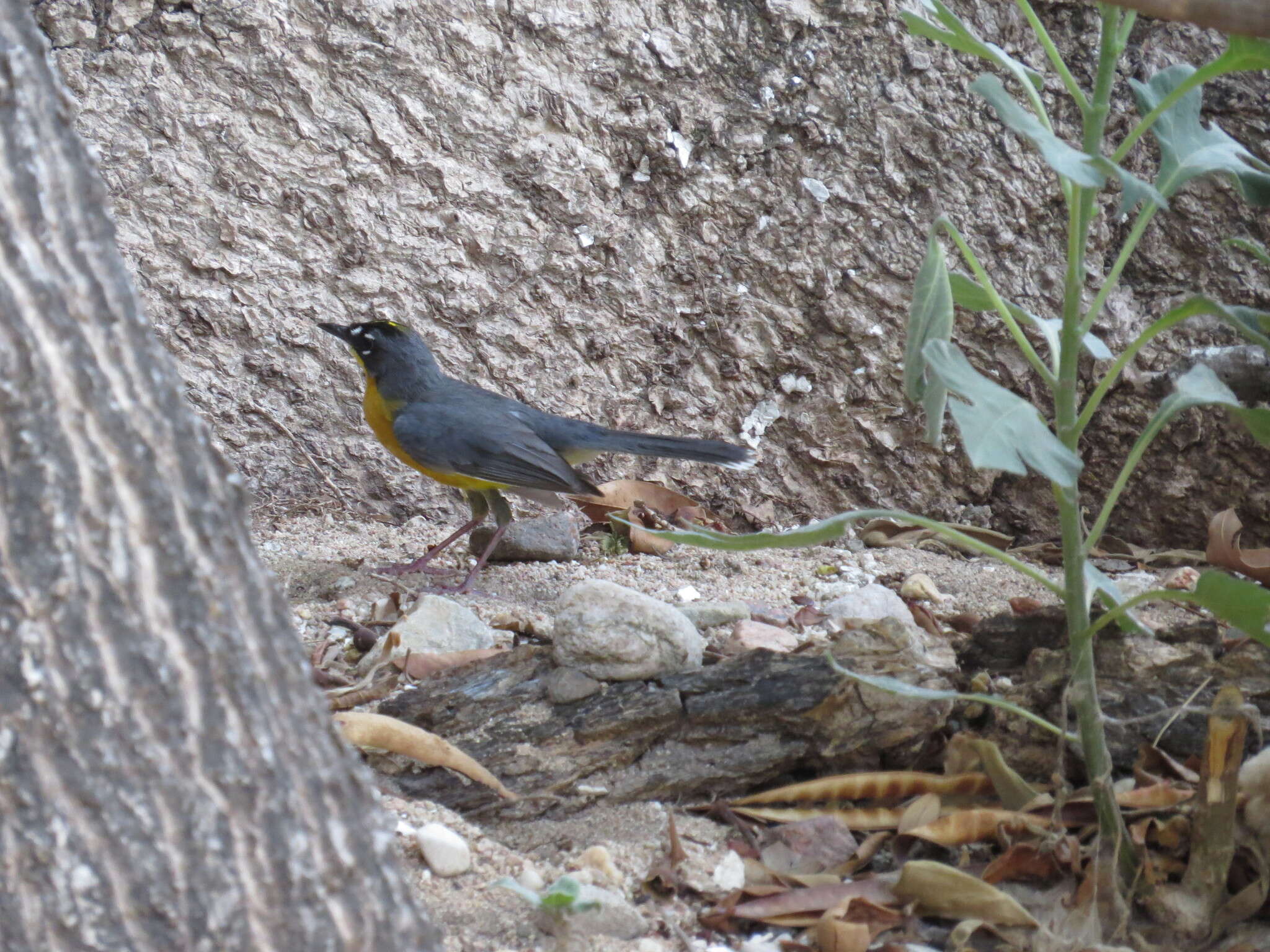 Image of Fan-tailed Warbler