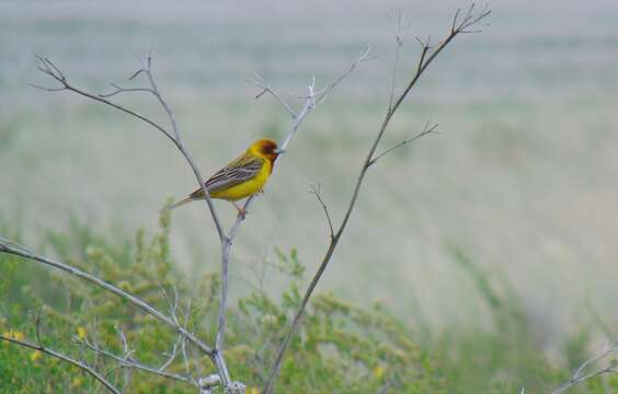 Image of Brown-headed Bunting