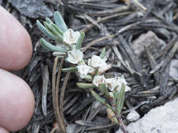 Plancia ëd Polygonum shastense Brewer ex A. Gray