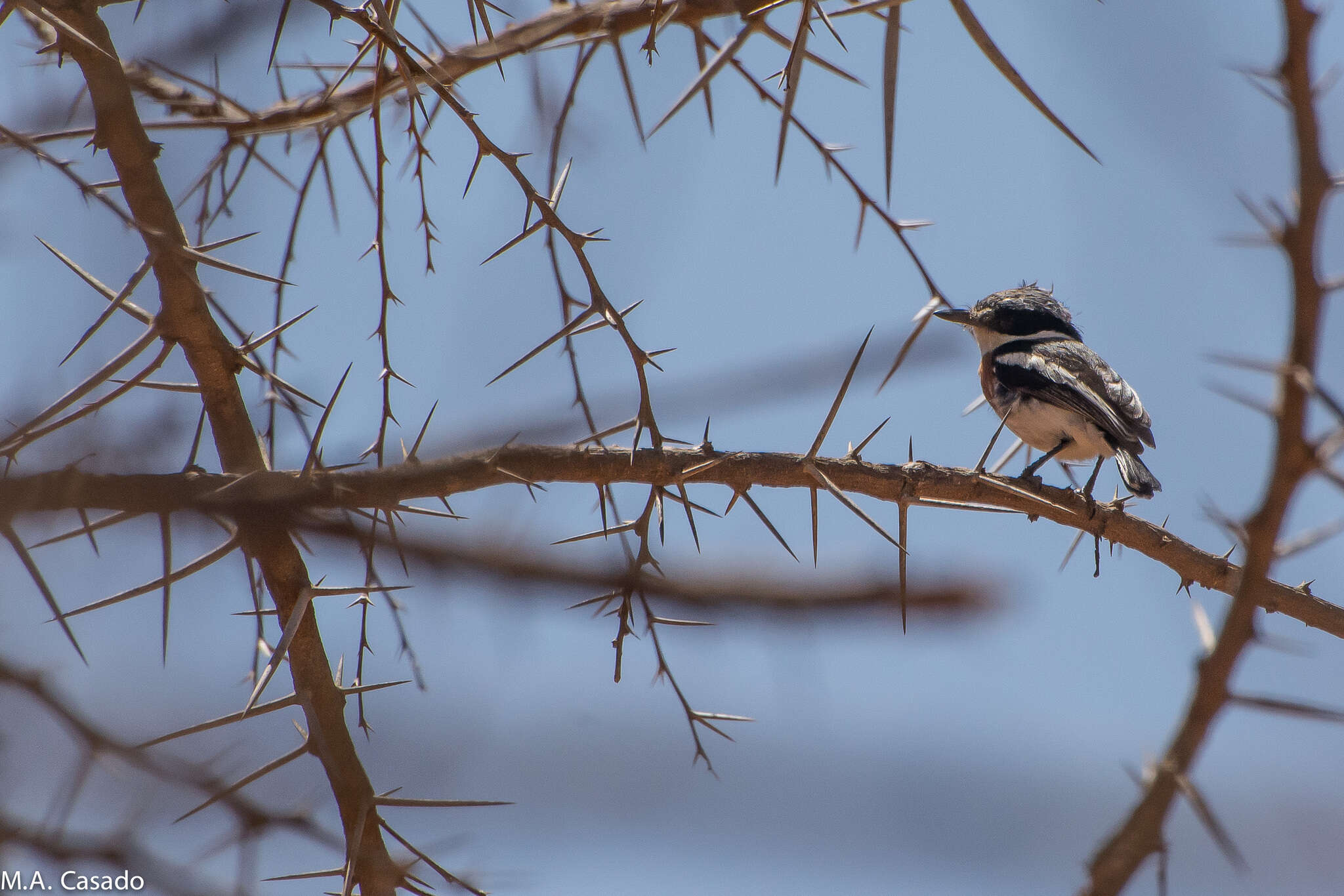 Image of Pygmy Batis