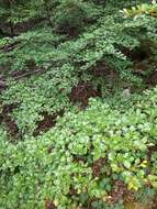 Image of Antarctic Beech