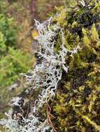 Image of Alpine soil foam lichen