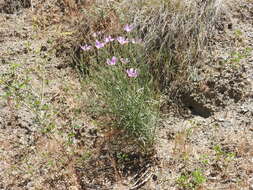 صورة Lygodesmia grandiflora (Nutt.) Torr. & A. Gray