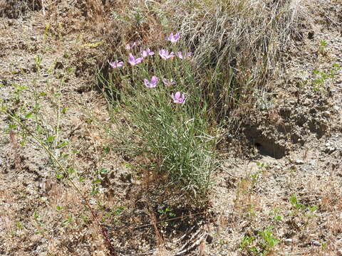 Image of largeflower skeletonplant