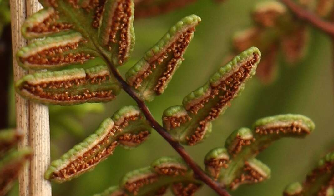 Imagem de Cheilanthes quadripinnata (Forsk.) Kuhn