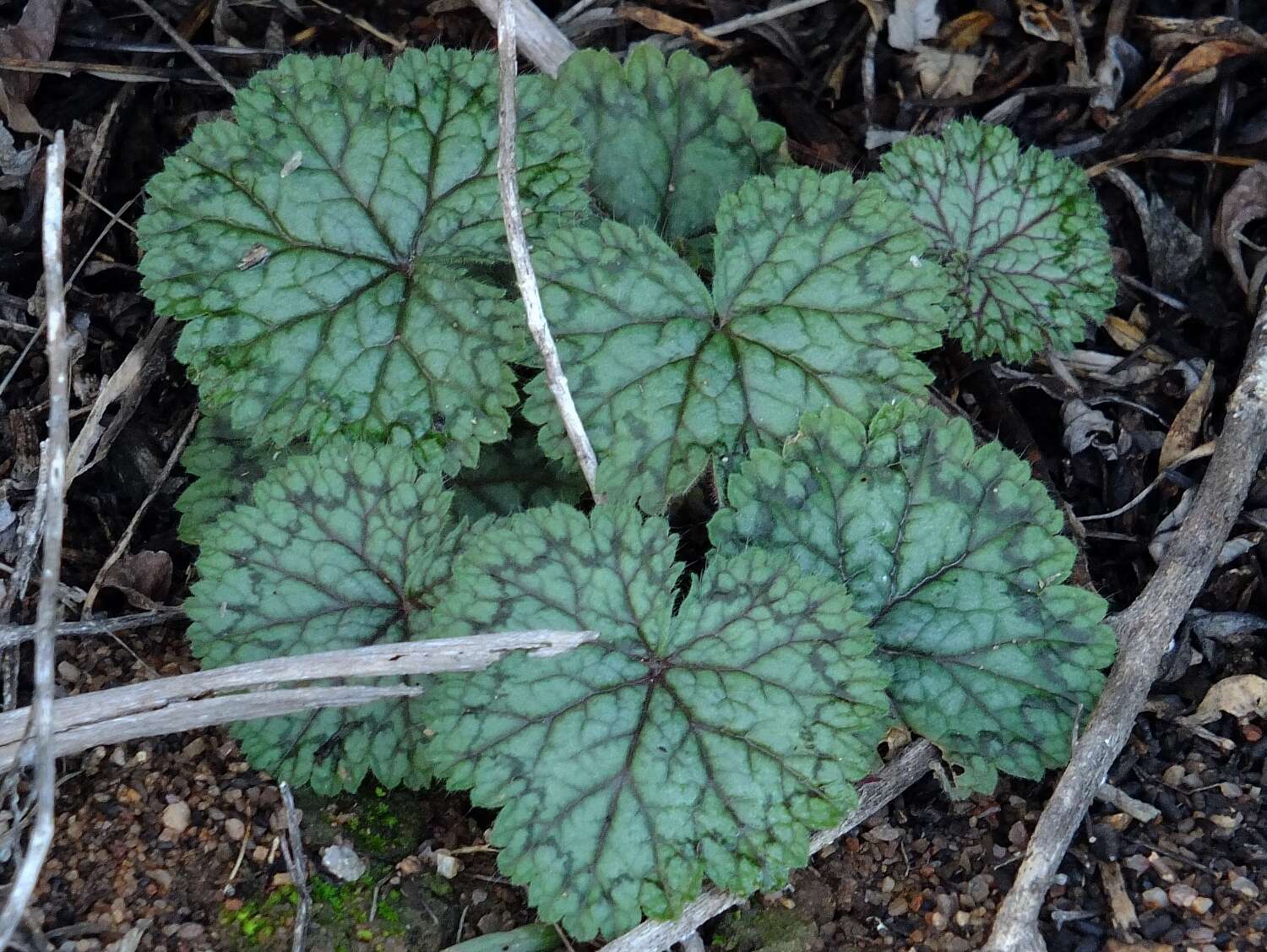 Image de Pelargonium barklyi S. Elliot