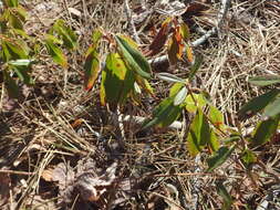 Image of sheep laurel