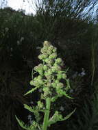 Leucheria floribunda DC. resmi