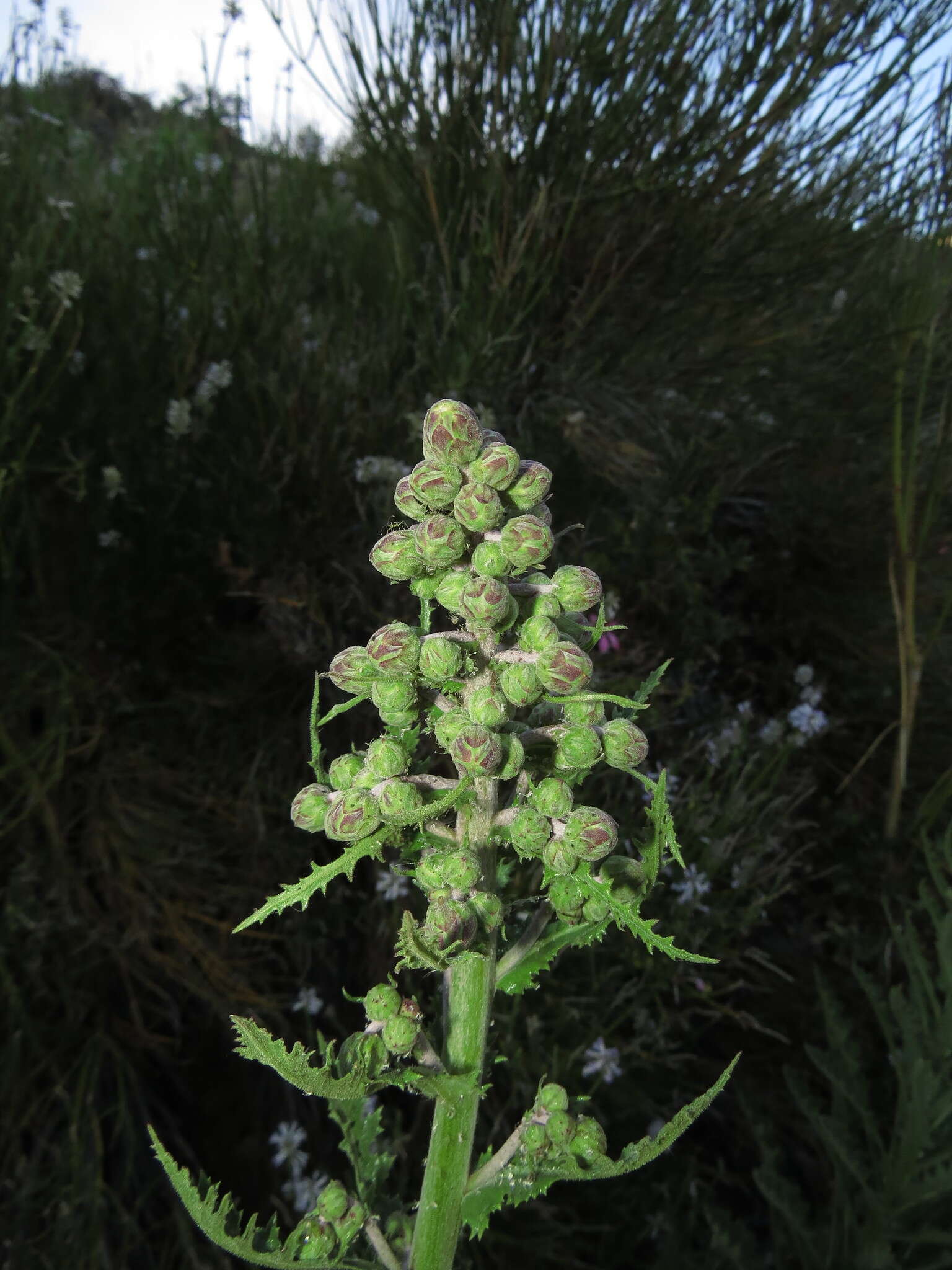 Leucheria floribunda DC. resmi