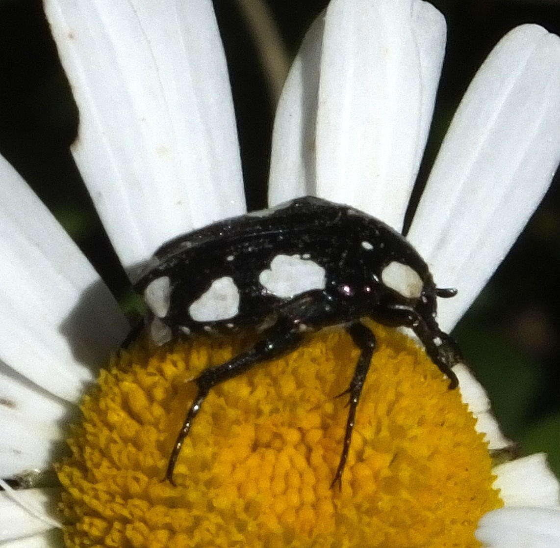 Image of Mausoleopsis