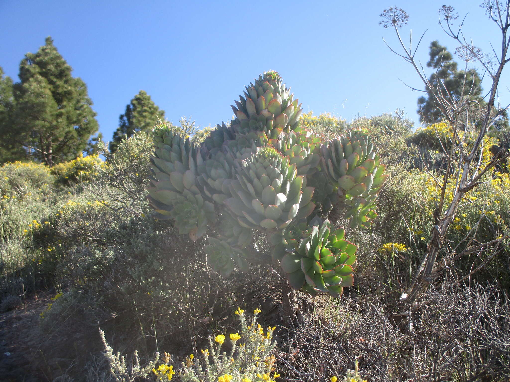 Image of Aeonium percarneum (Murray) J. Pitard & L. Proust