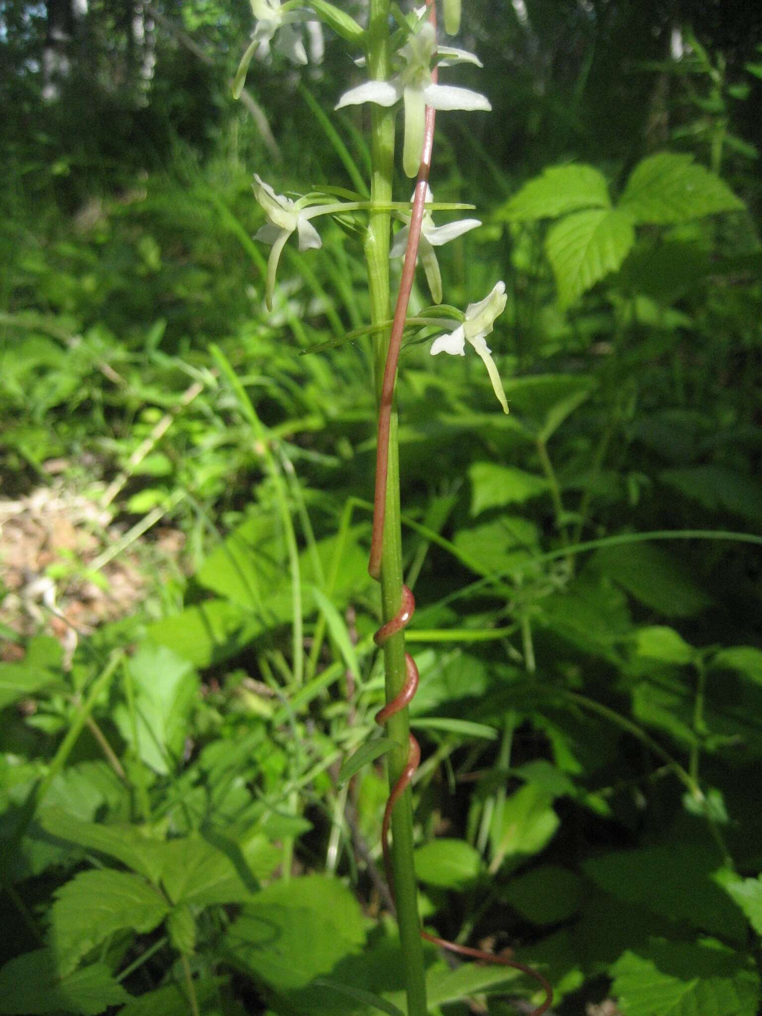 Image of lesser butterfly-orchid