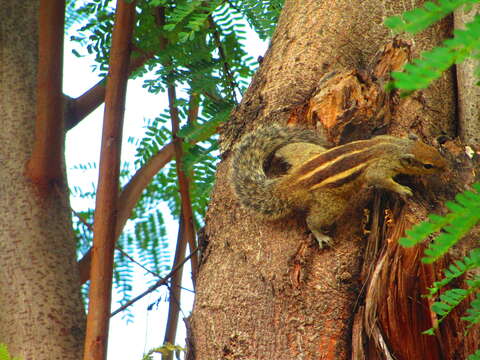 Image of Indian palm squirrel