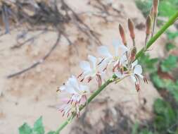 Image of Texas beeblossom