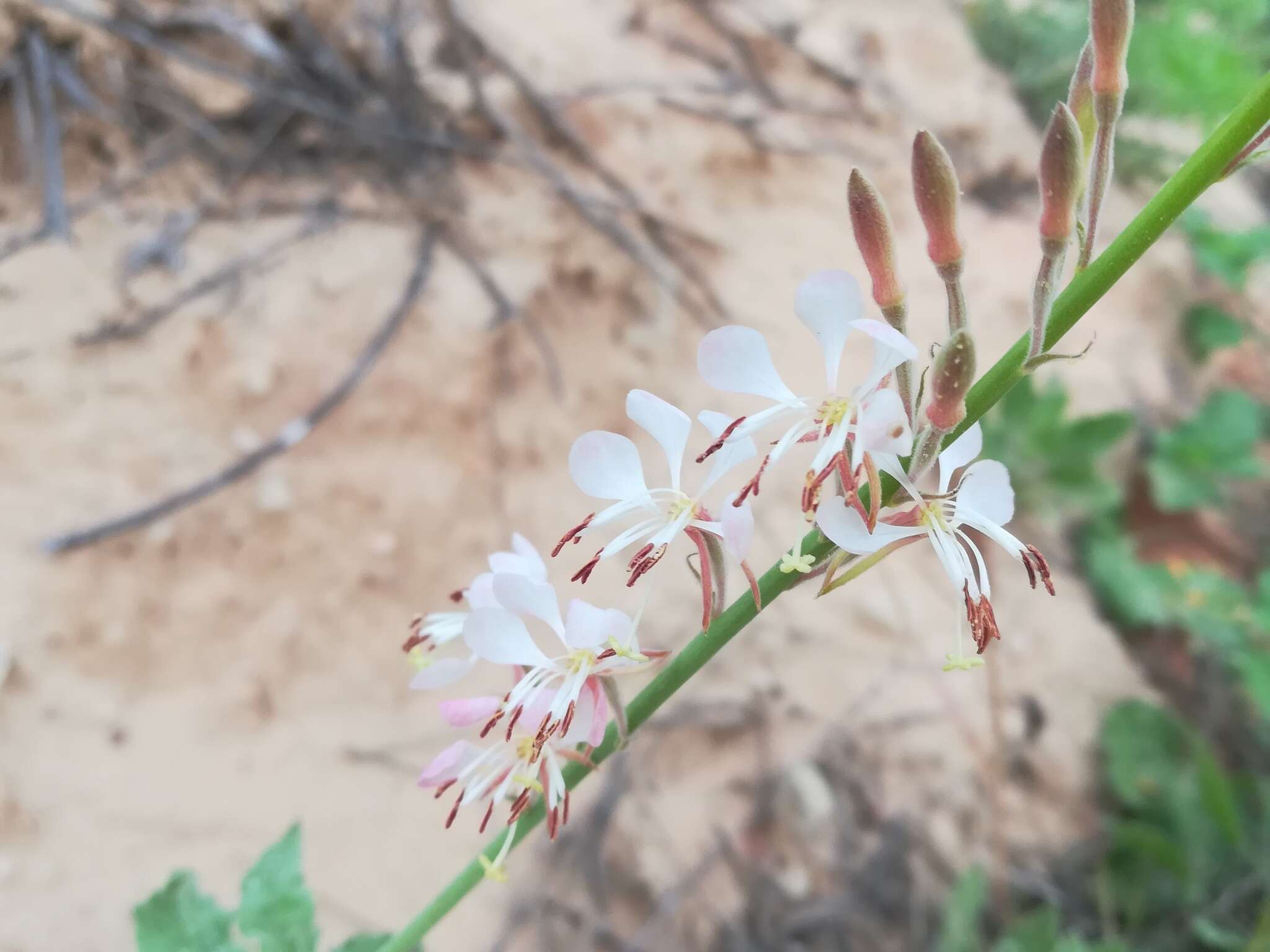 Image of Texas beeblossom