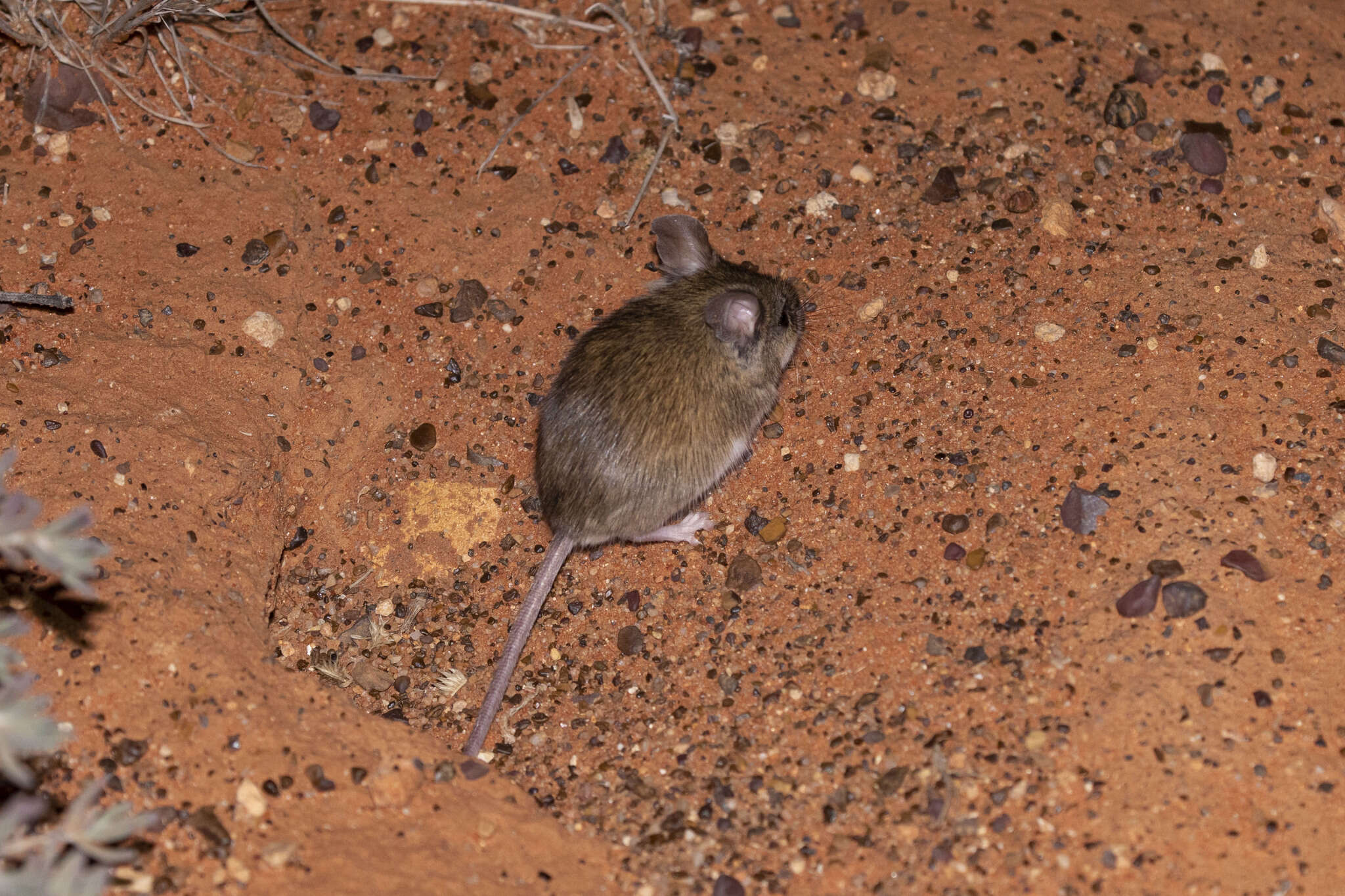 Image of Sandy Inland Mouse