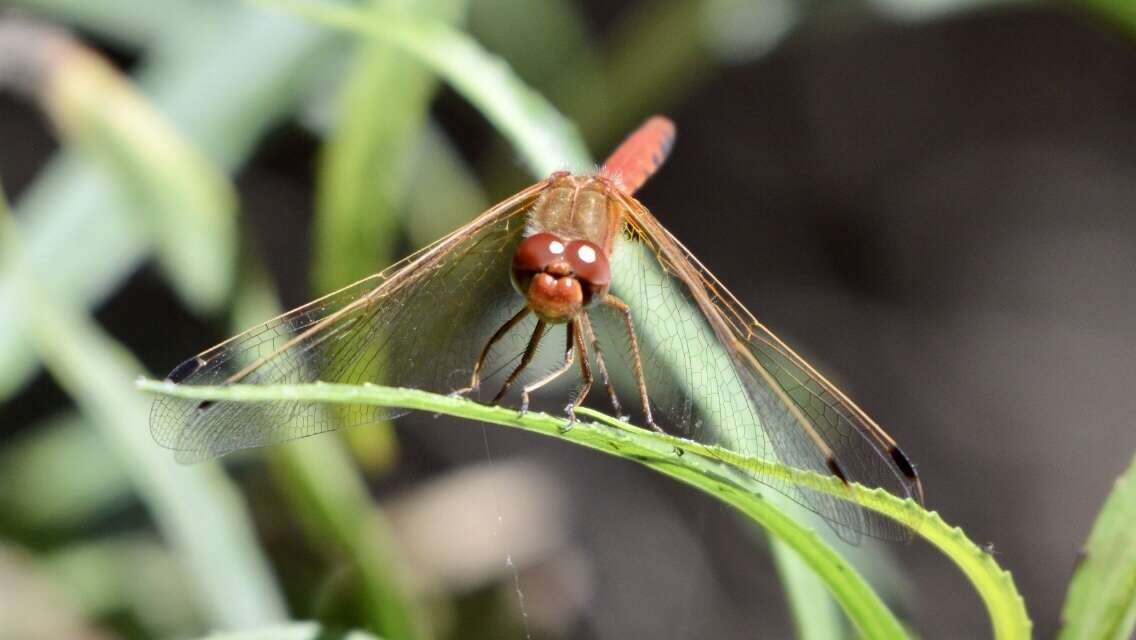 Image of Spot-winged Meadowhawk