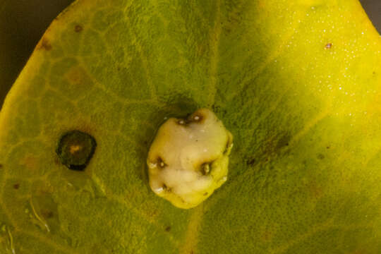 Image de Ceroplastes sinensis Del Guercio 1900