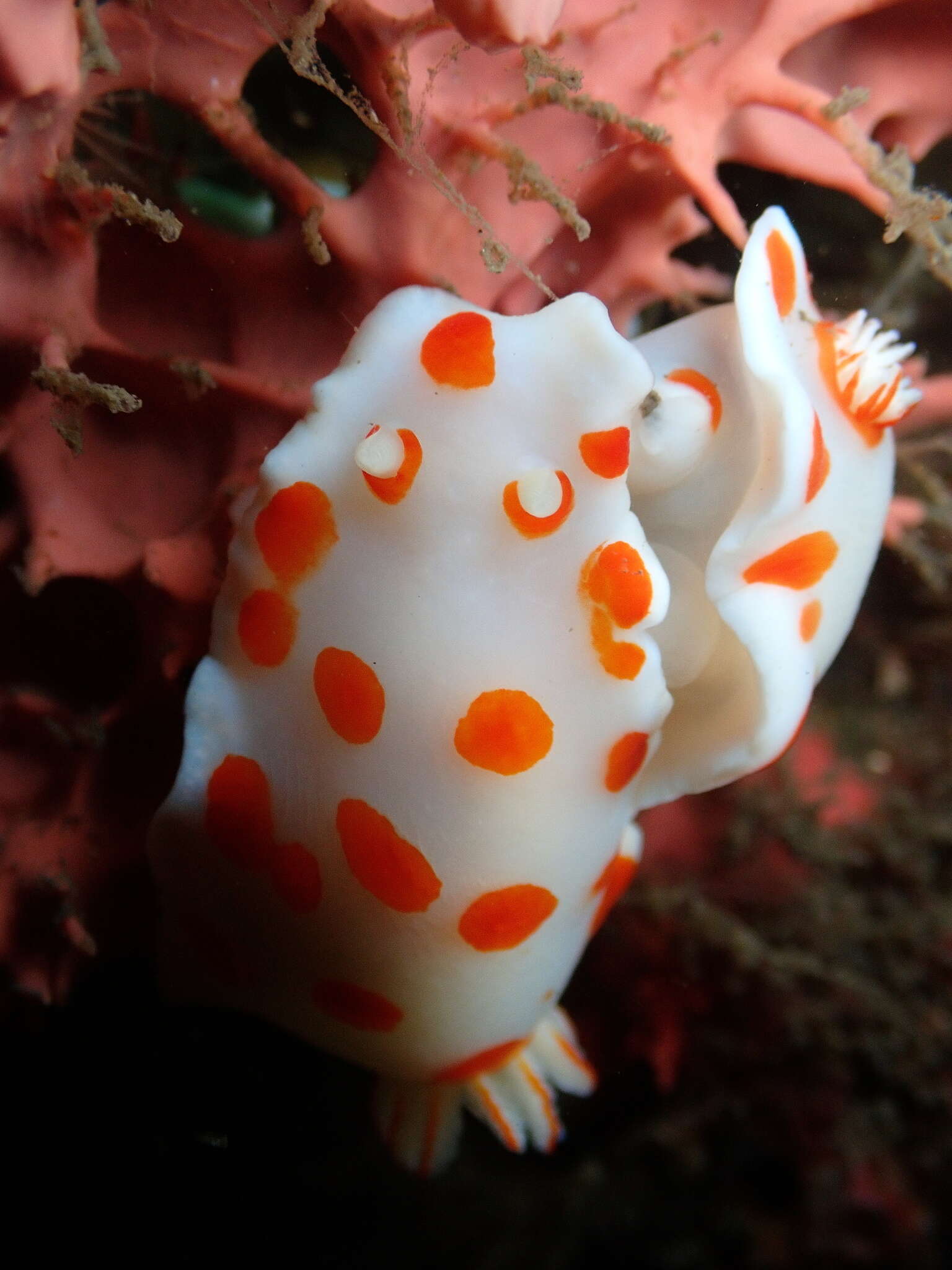 Image of Goniobranchus tasmaniensis (Bergh 1905)