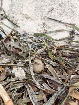 Слика од Posidonia australis Hook. fil.