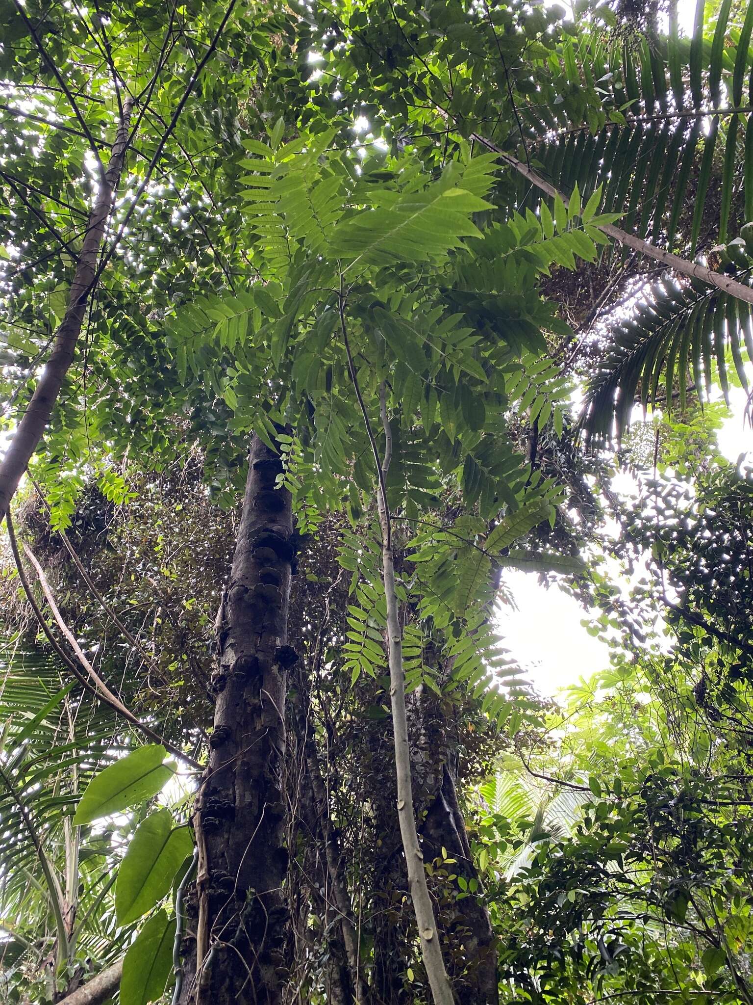 Image of white pricklyash