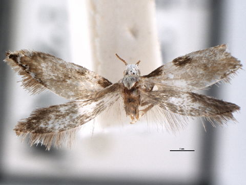 Image of <i>Mnesarchaea hamadelpha</i> Meyrick 1888