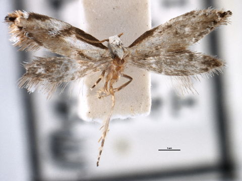 Image of <i>Mnesarchaea hamadelpha</i> Meyrick 1888