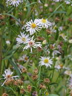 Image of white panicle aster