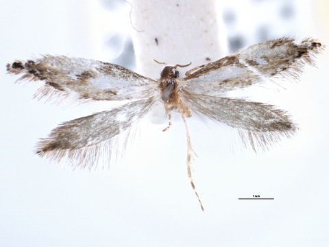 Image of <i>Mnesarchaea hamadelpha</i> Meyrick 1888