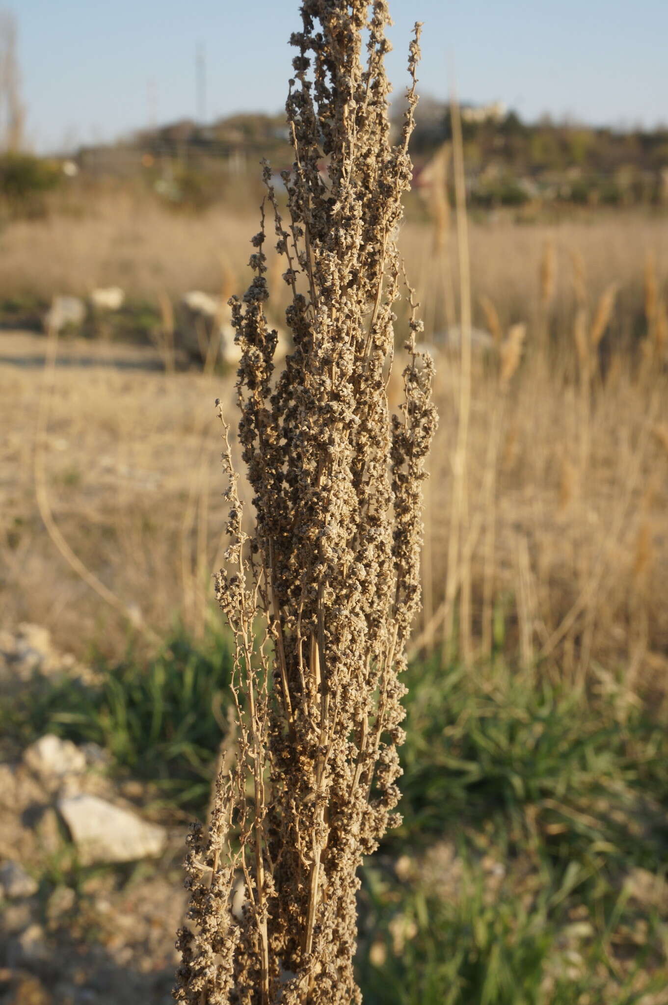 Слика од Oxybasis urbica (L.) S. Fuentes, Uotila & Borsch