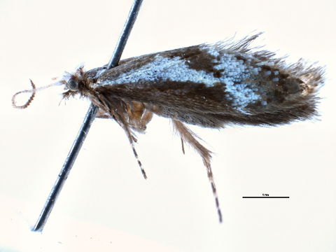 Image of <i>Mnesarchaea paracosma</i> Meyrick 1886